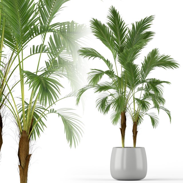 Plants collection 210 3Dモデル .c4d .max .obj .3ds .fbx .stl .blend 
