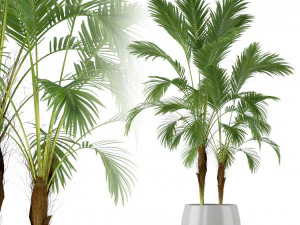 Collezione piante 210 Modello 3D