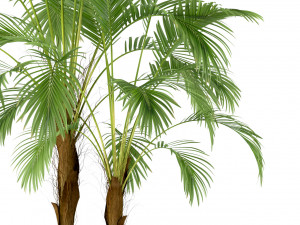 Plants collection 210 3Dモデル