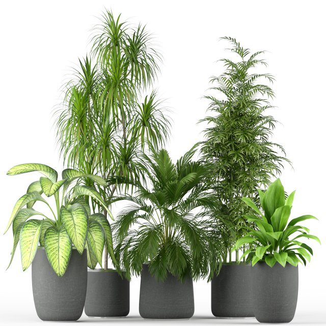Plants collection 211 3D Модель .c4d .max .obj .3ds .fbx .stl .blend