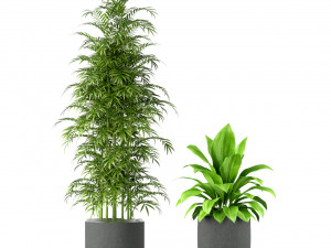 Plants collection 211 3D Модель