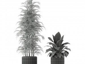 Plants collection 211 3D Модель