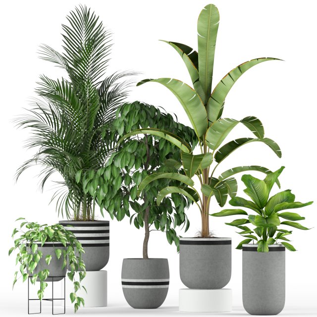 Plants collection 212 3D 模型 .c4d .max .obj .3ds .fbx .stl .blend