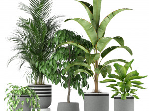 Plants collection 212 3D Model