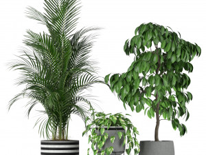Plants collection 212 3D 模型