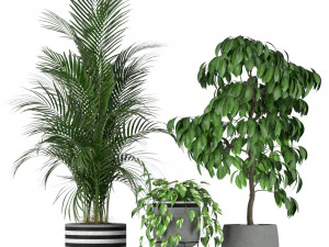 Plants collection 212 3D Model