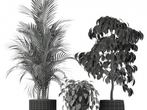 Plants collection 212 3D 模型