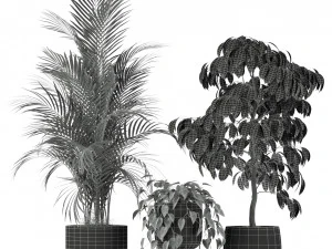 Plants collection 212 3D Model