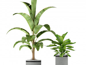 Plants collection 212 3D 模型