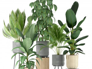 Plants collection 213 3D Model