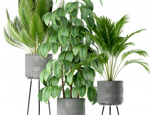Plants collection 213 Model 3D
