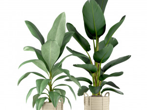 Plants collection 213 Model 3D