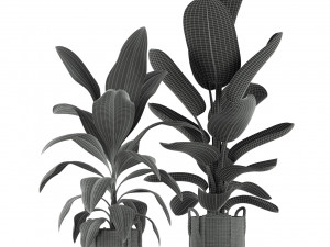 Plants collection 213 Model 3D