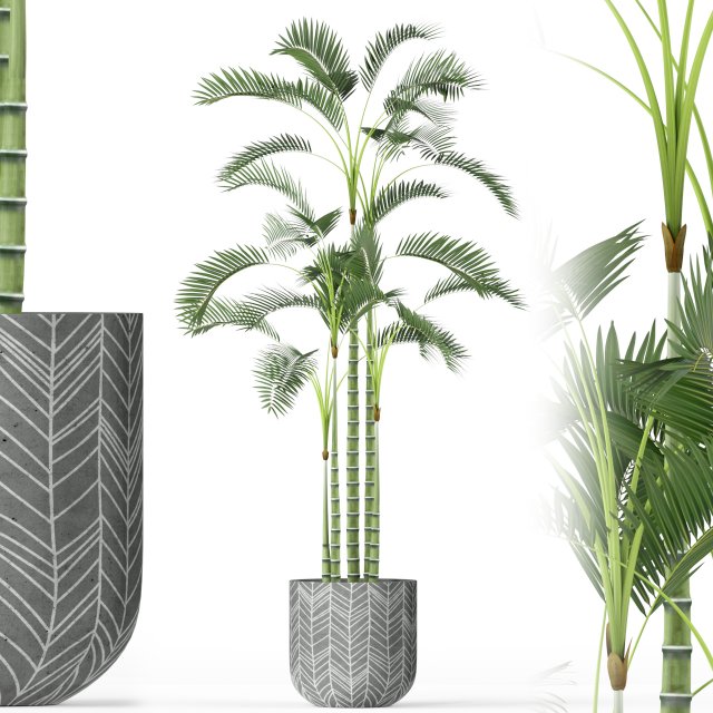Plants collection 214 Modello 3D .c4d .max .obj .3ds .fbx .stl .blend 