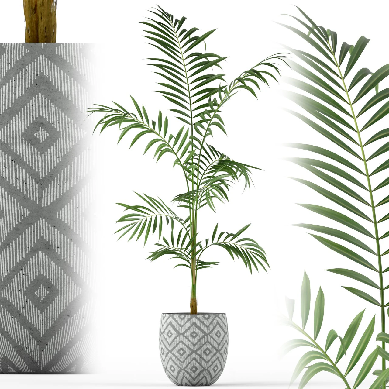 Plants collection 215 3D Model .c4d .max .obj .3ds .fbx .stl .blend