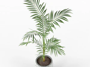 Plants collection 215 3D Model