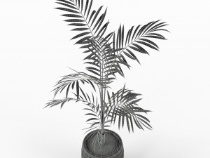 Plants collection 215 3Dモデル