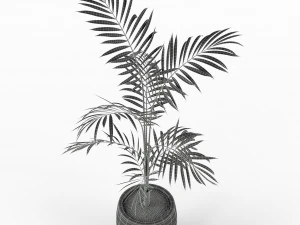 Plants collection 215 3D Model
