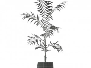 Plants collection 215 3D Model