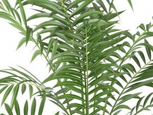 Plants collection 216 3D Модель