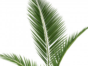 Plants collection 217 Modello 3D