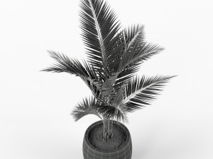 Plants collection 218 Modello 3D