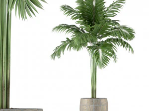 Bitki koleksiyonu 220 3D Model