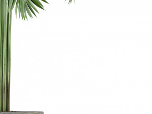 Plants collection 220 3Dモデル
