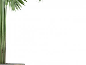 Plants collection 220 3D Model