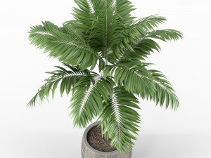 Plants collection 220 3Dモデル
