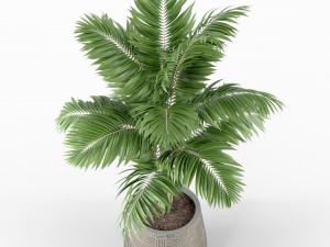 Plants collection 221 3D Model