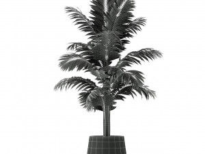 Plants collection 221 3D Model