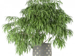 Plants collection 222 3D Model