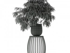 Plants collection 222 3D Model