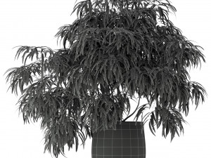 Plants collection 222 3D Модель