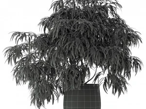 Plants collection 222 3D Model