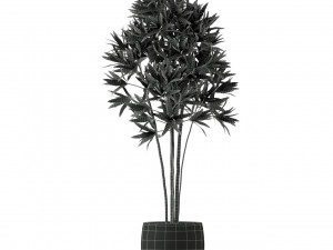 Plants collection 223 Modello 3D