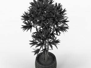 Plants collection 223 Modello 3D