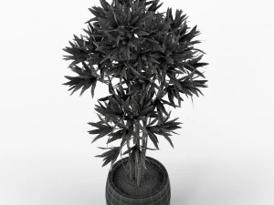 Plants collection 223 3D Model