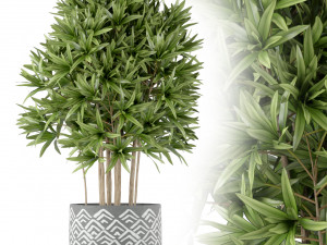 Plants collection 224 3D Model