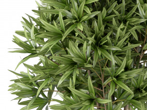 Plants collection 224 3D-Modell