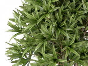 Plants collection 224 3D Model