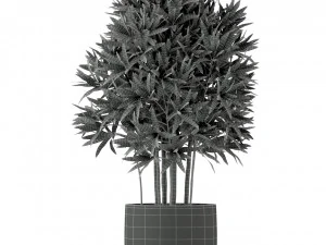 Plants collection 224 3D Model