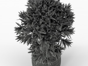 Plants collection 224 3D-Modell