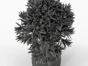 Plants collection 224 3D Model