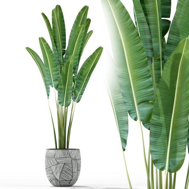 Plants collection 225 Modelo 3D .c4d .max .obj .3ds .fbx .stl .blend 
