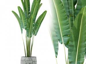 Коллекция растений 225 3D Модель