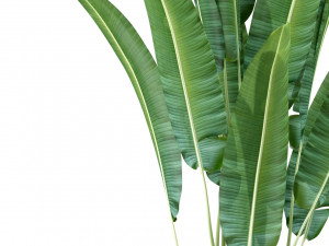 Plants collection 225 Modelo 3D