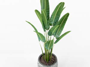 Plants collection 225 Modelo 3D