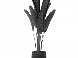 Plants collection 225 Modelo 3D